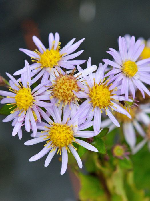 Aster ageratoides 'Asran' (M), Ageratum-Aster, Wild-Aster