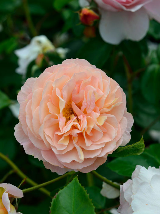 Blüte der Rose Sangerhäuser Jubiläumsrose