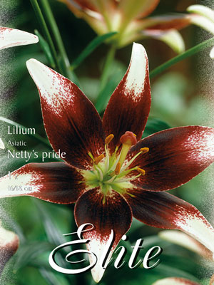 Asiatische Lilien-Hybride 'Netty's Pride' (Art.Nr. 597083)