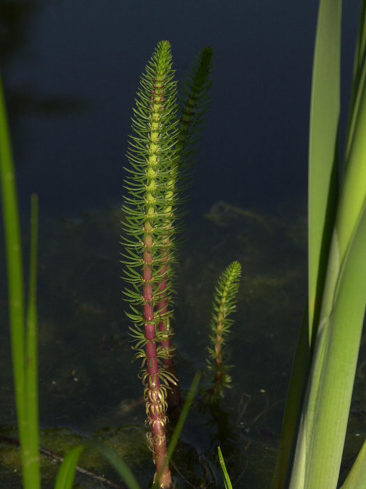 Hippuris vulgaris,  Tannenwedel