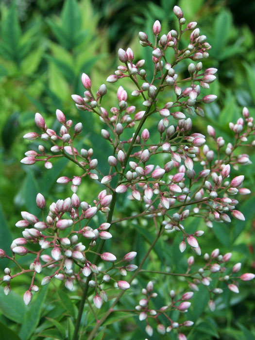 Himmelsbambus Blüte