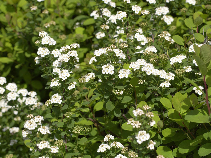 Spiraea betulifolia, Birkenblättrige Spiere