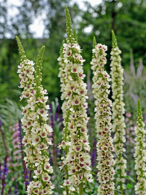 Nahaufnahme der weißen Blüten von Verbascum 'Album'