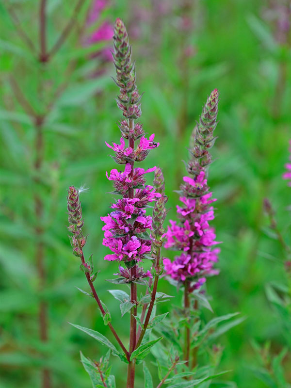 Nahaufnahme einer blüte des Blut-Weiderichs Zigeunerblut