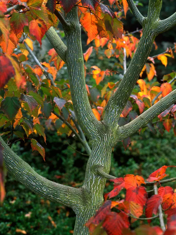 Acer capillipes, Roter Schlangenhaut-Ahorn - Hochstamm