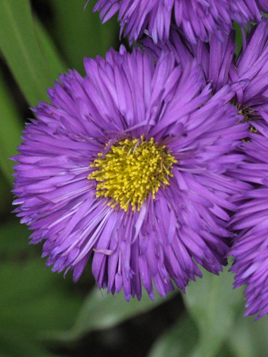 Erigeron x cultorum 'Schwarzes Meer', Feinstrahlaster