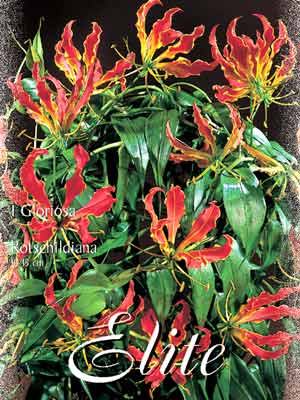 Ruhmeskrone, Gloriosa rothschildiana (Art.Nr. 521230)