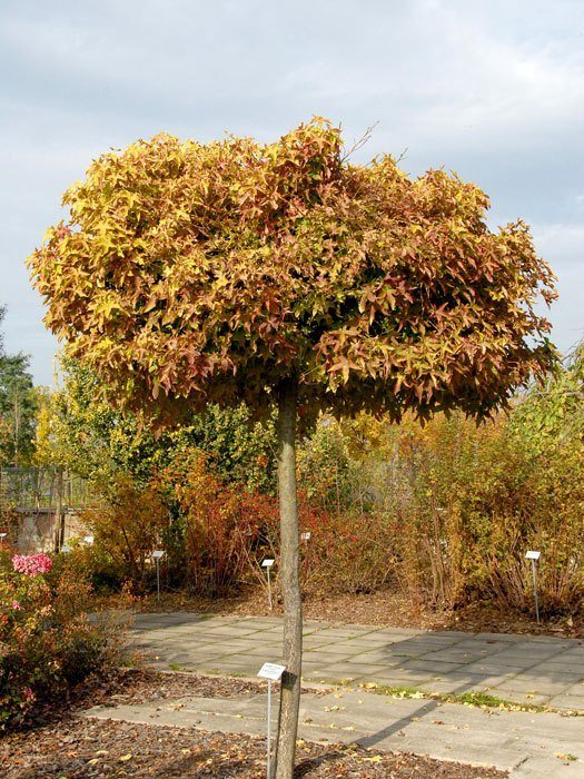 Liquidambar styraciflua Gumball, Kugel-Amberbaum - Hochstamm