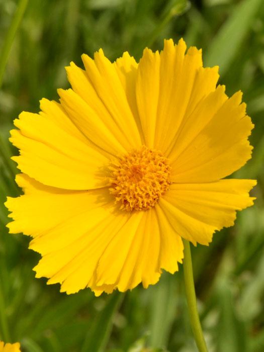 Coreopsis grandiflora 'Schnittgold', Großblumiges Mädchenauge