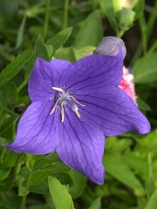 Platycodon grandiflorus 'Mariesii', Ballonblume, Ballonblüte