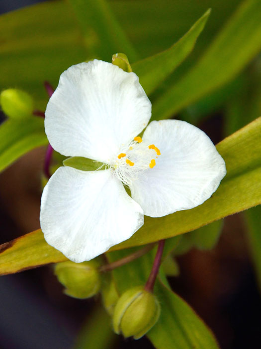 Tradescantia x andersoniana 'Innocence', Weiße Dreimasterblume