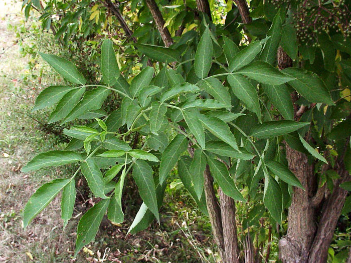 Blatt des Schwarzen Holunders