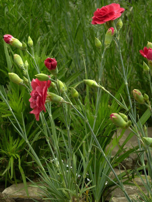 Rote Blüten und Knospen der Federnelke Desmond