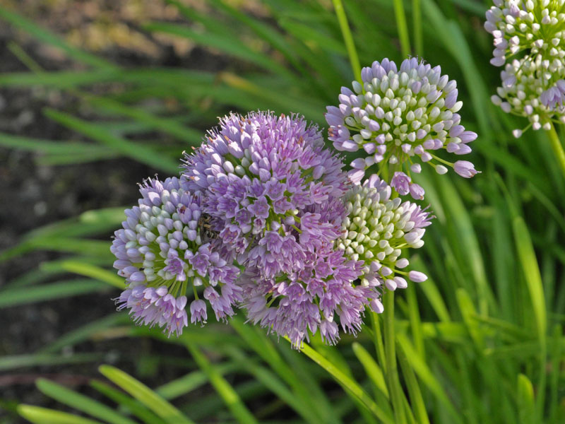 Nahaufnahme einer Blüte von Allium 'Lavender Bubbles'