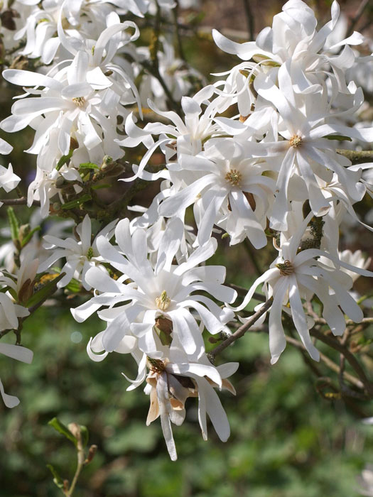 Sternmagnolie Blüte