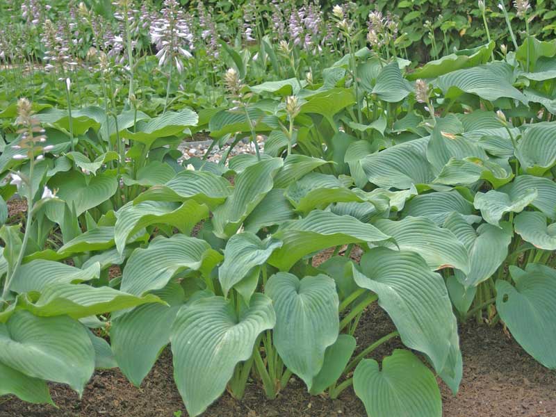 Hosta Blue Angel in einem Beet