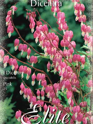 Tränendes Herz, Dicentra spectabilis (Art.Nr. 521110)