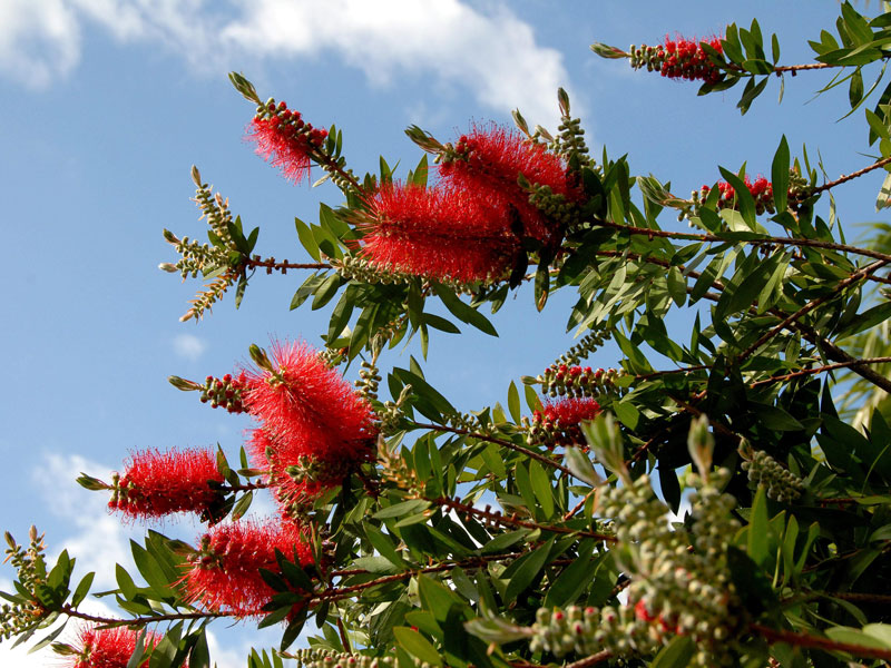 Callistemon laevis, Zylinderputzer