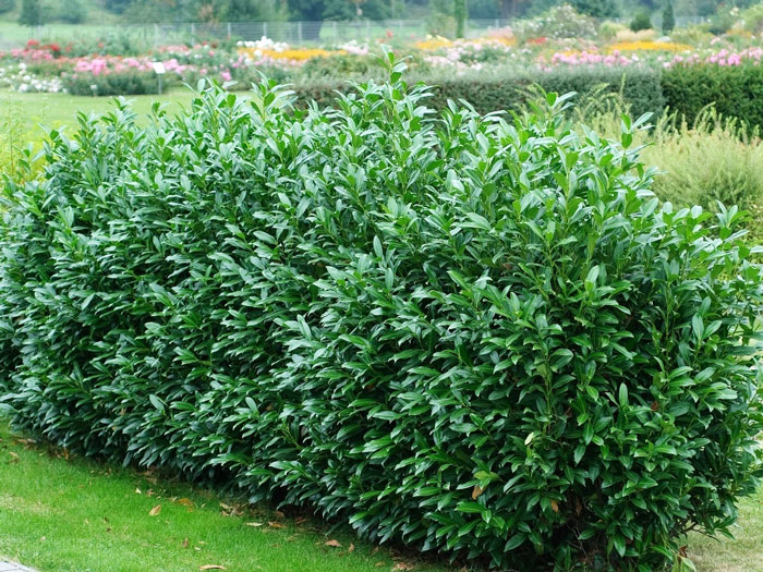 Hecke aus immergruenem Kirschlorbeer Herbergii im Schaugarten