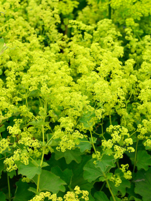 Blüte des kahlen Frauenmantels