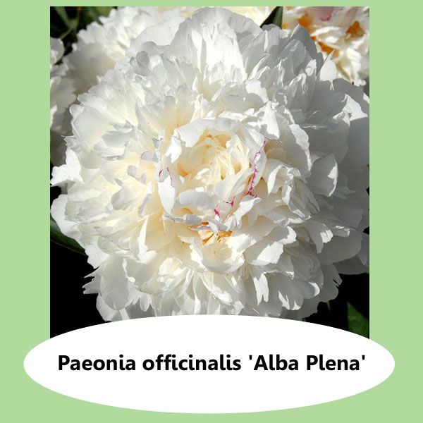 Paeonia Alba Plena