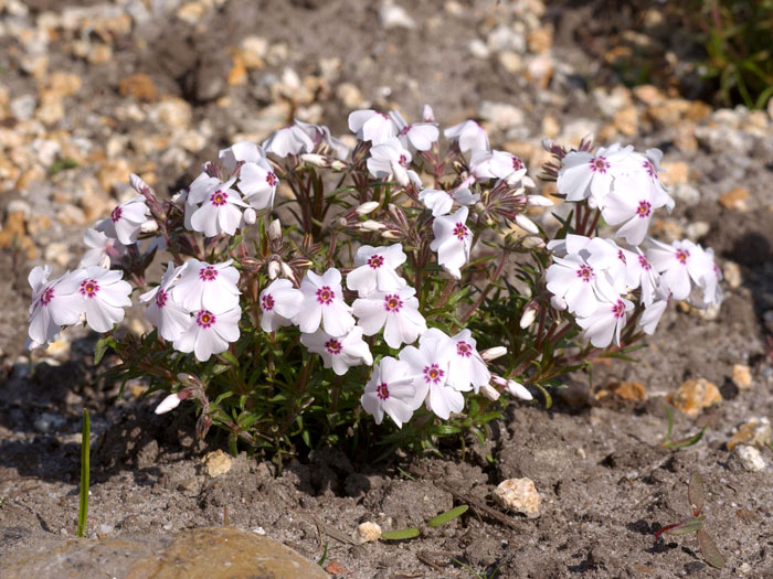 Phlox subulata 'Amazing Grace', Polster-Phlox, Teppich-Phlox, Teppich-Flammenblume