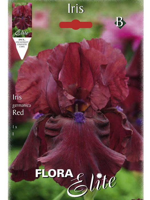 Schwertlilie 'Red', Iris germanica (Art.Nr. 521568)