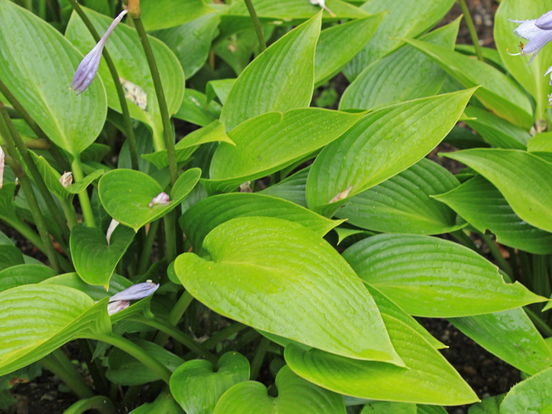 Blätter einer Hosta 'Devon Green'