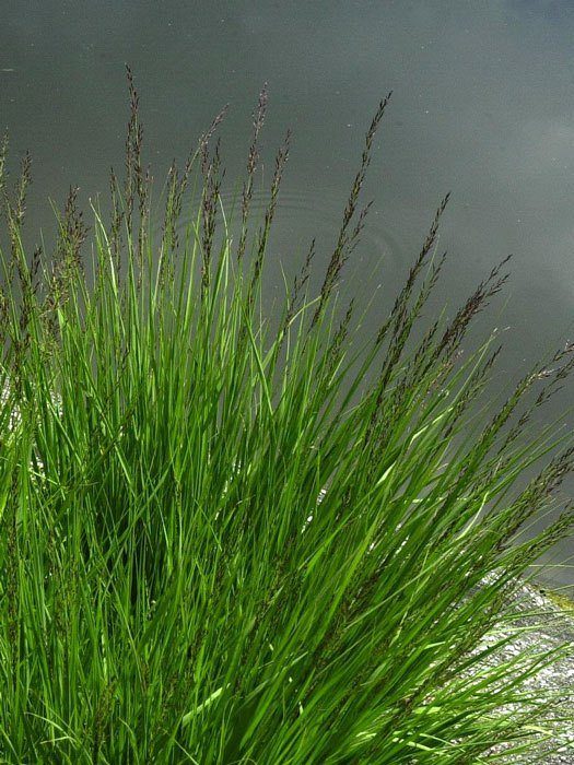 Molinia caerulea 'Moorhexe', Moor-Pfeifengras, Kleines Pfeifengras