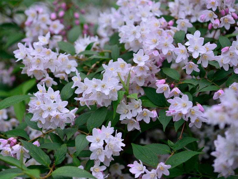 Deutzia rosea, Niedriger Maiblumenstrauch