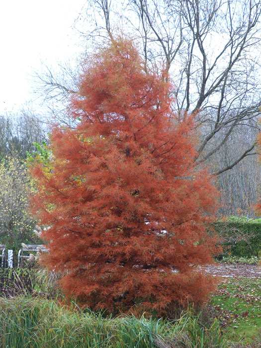 rot-braune Herbstfärbung des Urweltmammutbaums