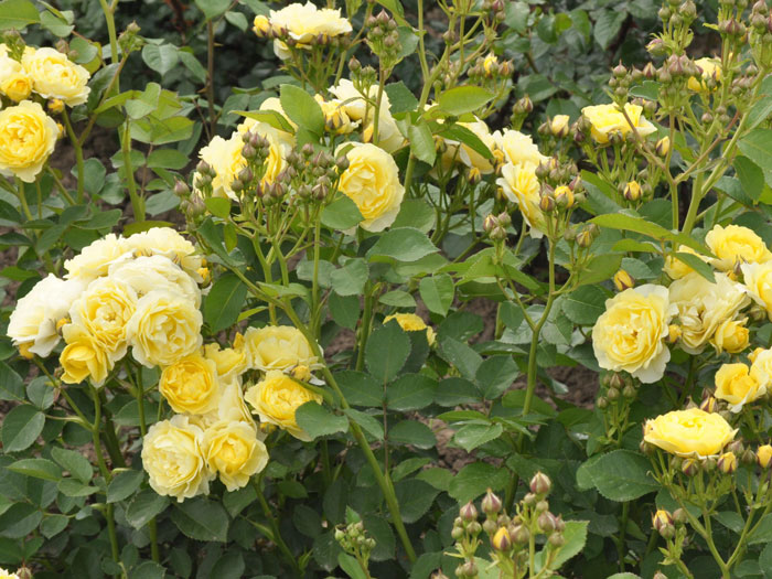 Beetrose Golden Border