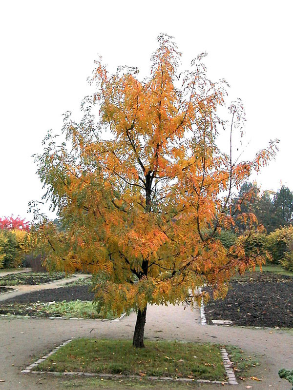 Speierling, Sorbus domestica