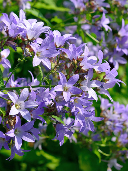 Campanula lactiflora 'Prichard', Große Doldenglockenblume, Gartenglockenblume