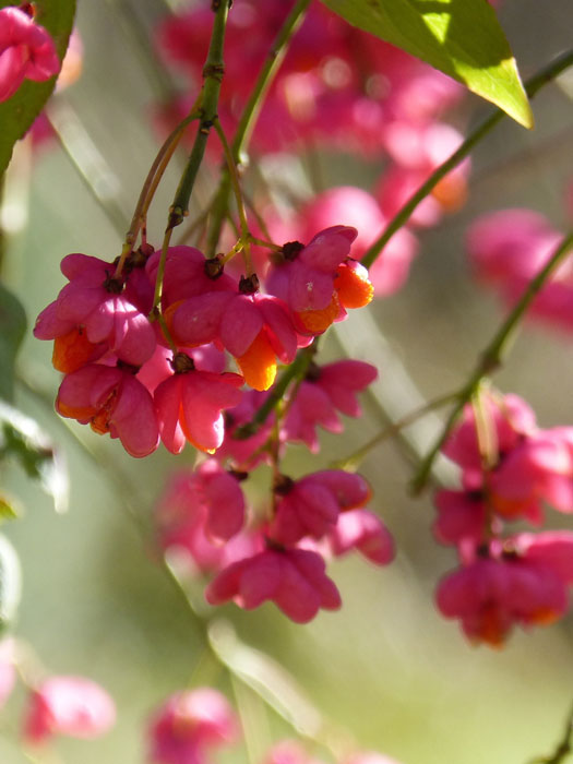 Euonymus europaeus, Pfaffenhütchen