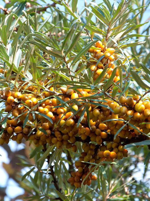 Hippophae rhamnoides 'Friesdorfer Orange', Sanddorn