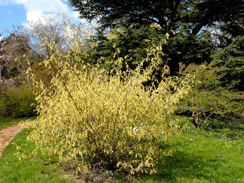 Corylopsis spicata, Ährige Scheinhasel