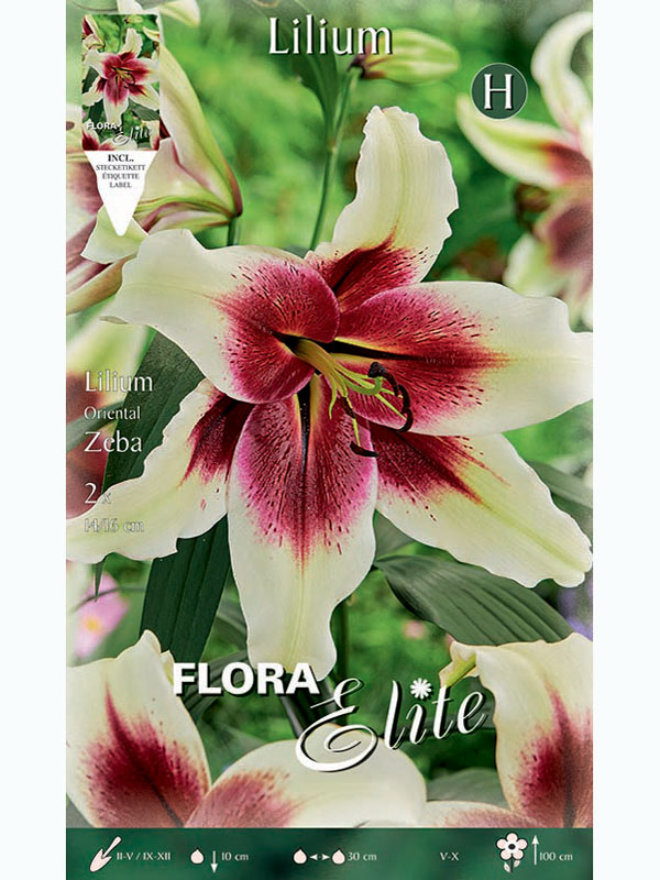 Lilie 'Zeba', Lilium (Art.Nr. 5217946)