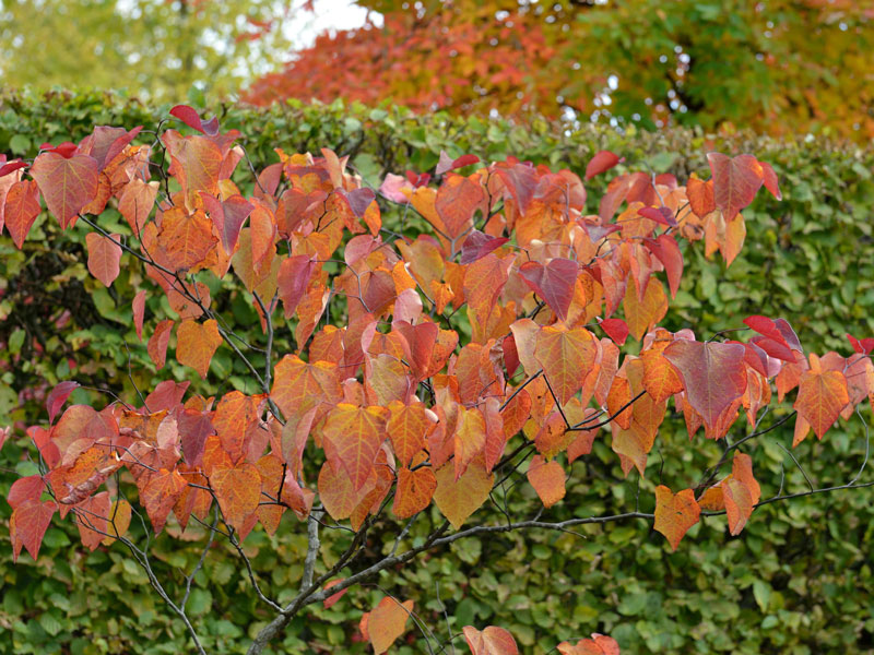 Cercis canadensis 'Forest Pansy', Judasbaum