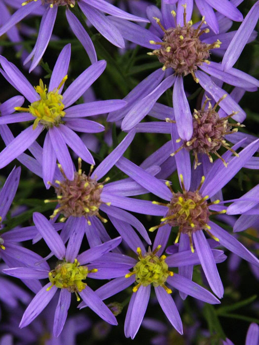 Aster sedifolius 'Nanus', Niedrige Ödlandaster, wilde Zwergaster