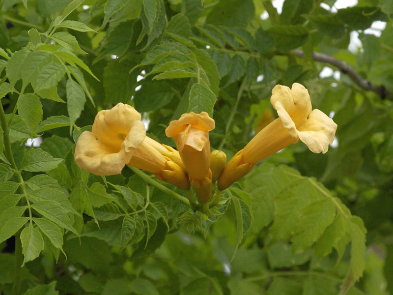 Campsis radicans 'Flava', Trompetenblume