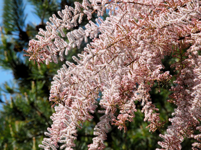 Frühlingstamariske Blüte