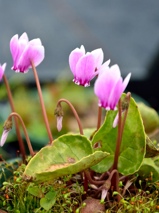 Cyclamen hederifolium 'Rosenteppich', (Garten-) Herbst-Alpenveilchen