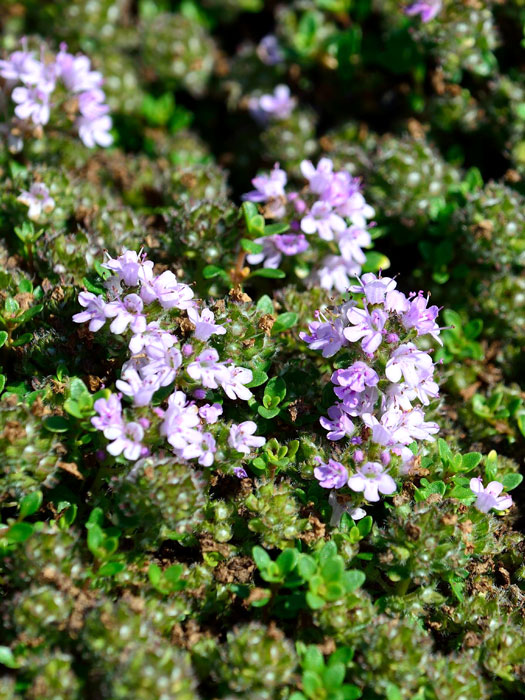 Thymus praecox var. pseudolanuginosus (M), Langhaariger Thymian, frühblühender Thymian