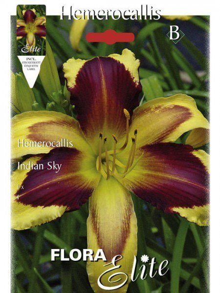 Taglilie 'Indian Sky', Hemerocallis (Art.Nr. 521453)