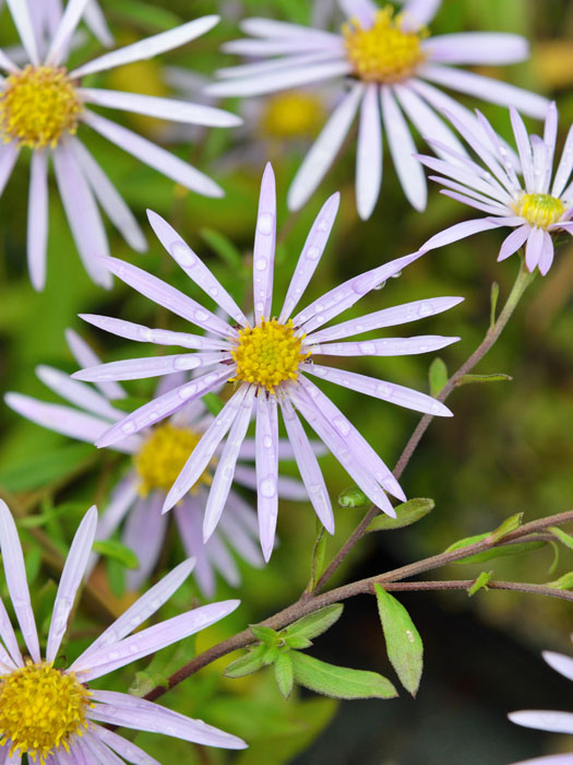 Aster pyrenaeus 'Lutetia', Pyrenäen-Aster, Sommer-Aster