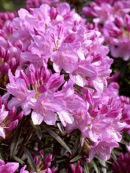 Rhododendron ponticum 'Graziella'