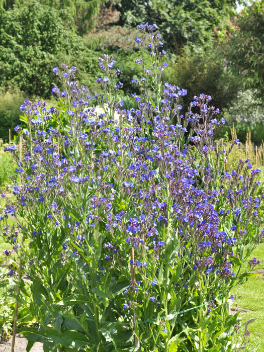 Anchusa azurea, italienische Ochsenzunge