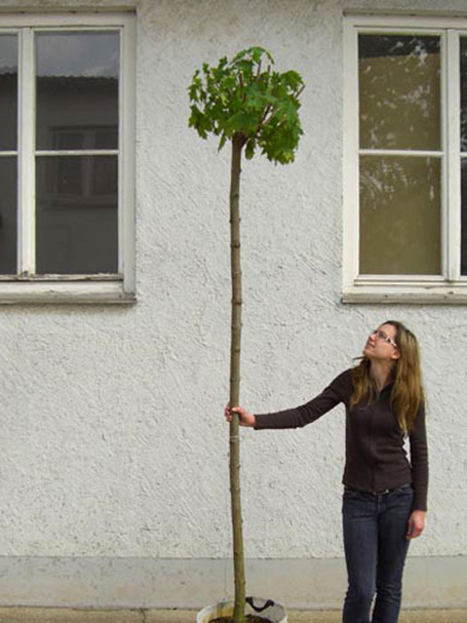 Acer platanoides Globosum, Kugelahorn - Hochstamm