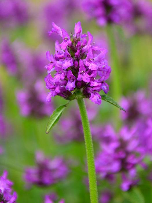 Betonica hirsuta 'Hummelo' (M), Zottiger Ziest, Berg-Ziest